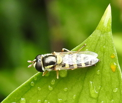 Ischiodon aegyptius