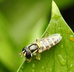 Ischiodon aegyptius