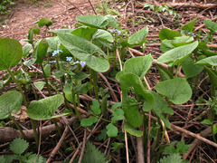 Brunnera sibirica