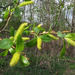 Salix × hermaphroditica - Photo (c) Sergey Mayorov, algunos derechos reservados (CC BY-NC), subido por Sergey Mayorov