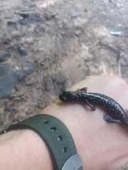 Plethodon glutinosus