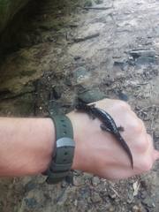 Plethodon glutinosus