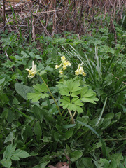 Corydalis bracteata