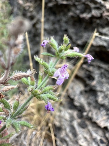 Image of Hedeoma drummondii by (c) Matt Berger, some rights reserved (CC BY)