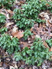 Pachysandra
