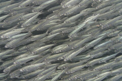 Bluestripe Herring photo 2