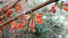 Woodfordia fruticosa