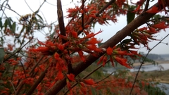 Woodfordia fruticosa