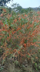 Woodfordia fruticosa