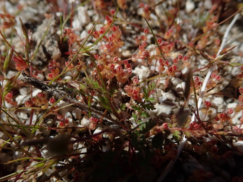 Crassula connata