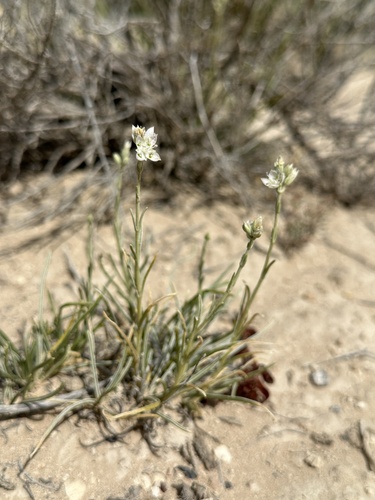 Image of Frasera gypsicola by (c) Matt Berger, some rights reserved (CC BY)