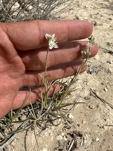 Image of Frasera gypsicola by (c) Matt Berger, some rights reserved (CC BY)