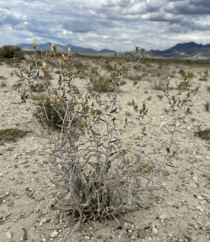 Tiehm's Blazingstar (Mentzelia tiehmii)