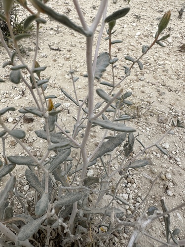Image of Mentzelia tiehmii by (c) Matt Berger, some rights reserved (CC BY)