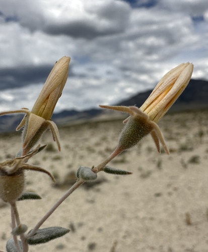 Image of Tiehm's Blazingstar (Mentzelia tiehmii) by (c) Matt Berger, some rights reserved (CC BY)