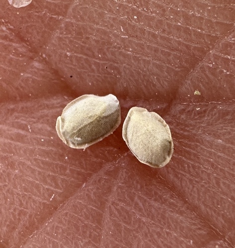 Image of Mentzelia tiehmii by (c) Matt Berger, some rights reserved (CC BY)