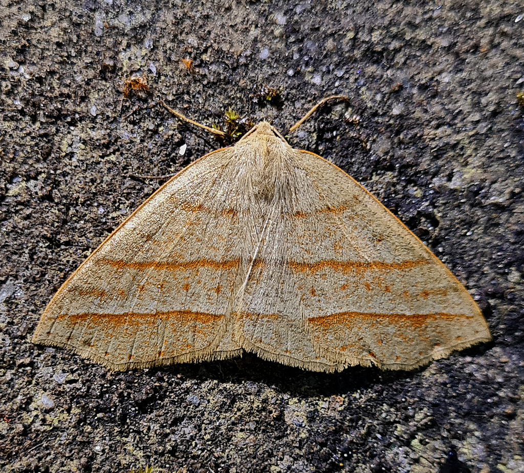 Psyra trilineata