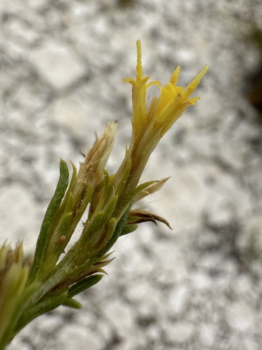 Image of Ericameria parryi by (c) Matt Berger, some rights reserved (CC BY)