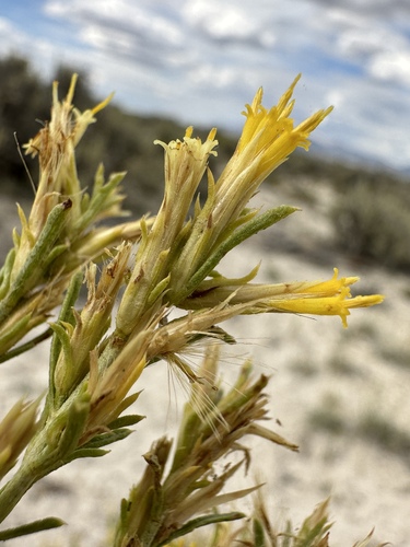 Image of Ericameria parryi by (c) Matt Berger, some rights reserved (CC BY)