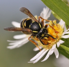 Vespula acadica