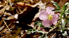 Oenothera speciosa