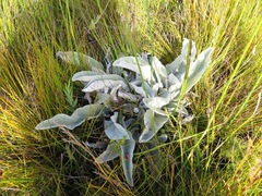Hermas intermedia