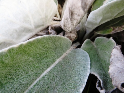 Image of Hermas intermedia by (c) linkie, some rights reserved (CC BY)