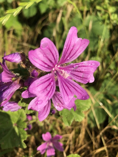 Common Mallow