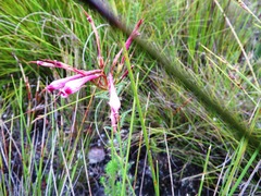 Erica embothriifolia