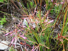 Erica embothriifolia