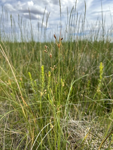 Image of Fimbristylis thermalis by (c) Matt Berger, some rights reserved (CC BY)
