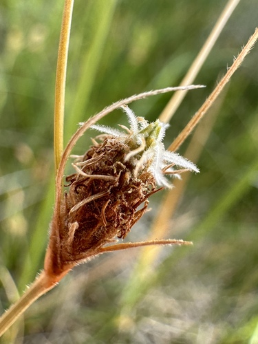 Image of Fimbristylis thermalis by (c) Matt Berger, some rights reserved (CC BY)