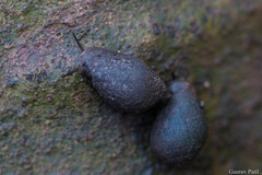 Cassidula