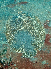 Pardachirus pavoninus