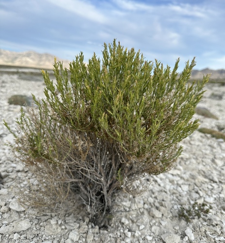 Image of Ericameria parryi by (c) Matt Berger, some rights reserved (CC BY)