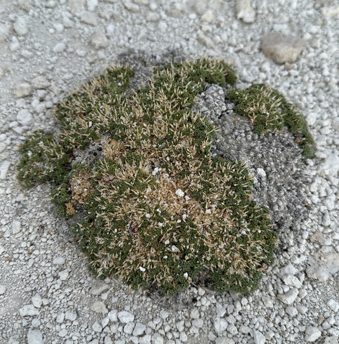 Image of Lepidium nanum by (c) Matt Berger, some rights reserved (CC BY)
