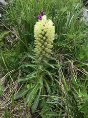 Campanula thyrsoides