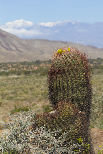 iNaturalist observation photo of California Barrel Cactus