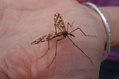 Mischoderus forcipatus