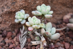 Sedum clavatum