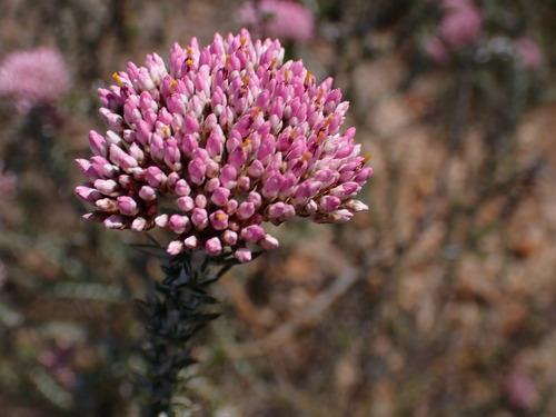 Image of Metalasia fastigiata by (c) Ren Hoekstra, some rights reserved (CC BY)