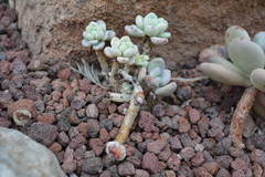 Sedum clavatum