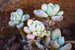 Sedum clavatum