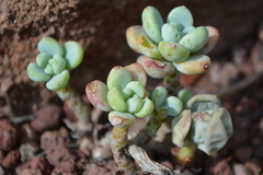 Sedum clavatum