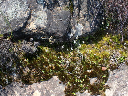 Geissorhiza minuta