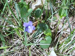 Viola × bavarica