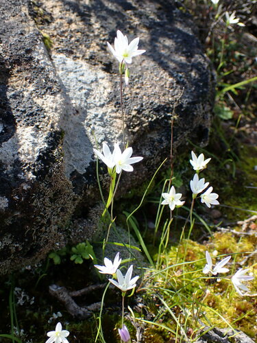 Geissorhiza minuta