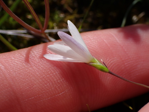 Geissorhiza minuta