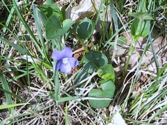 Viola × bavarica