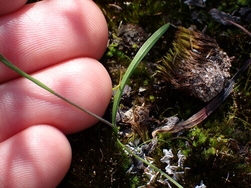 Geissorhiza minuta